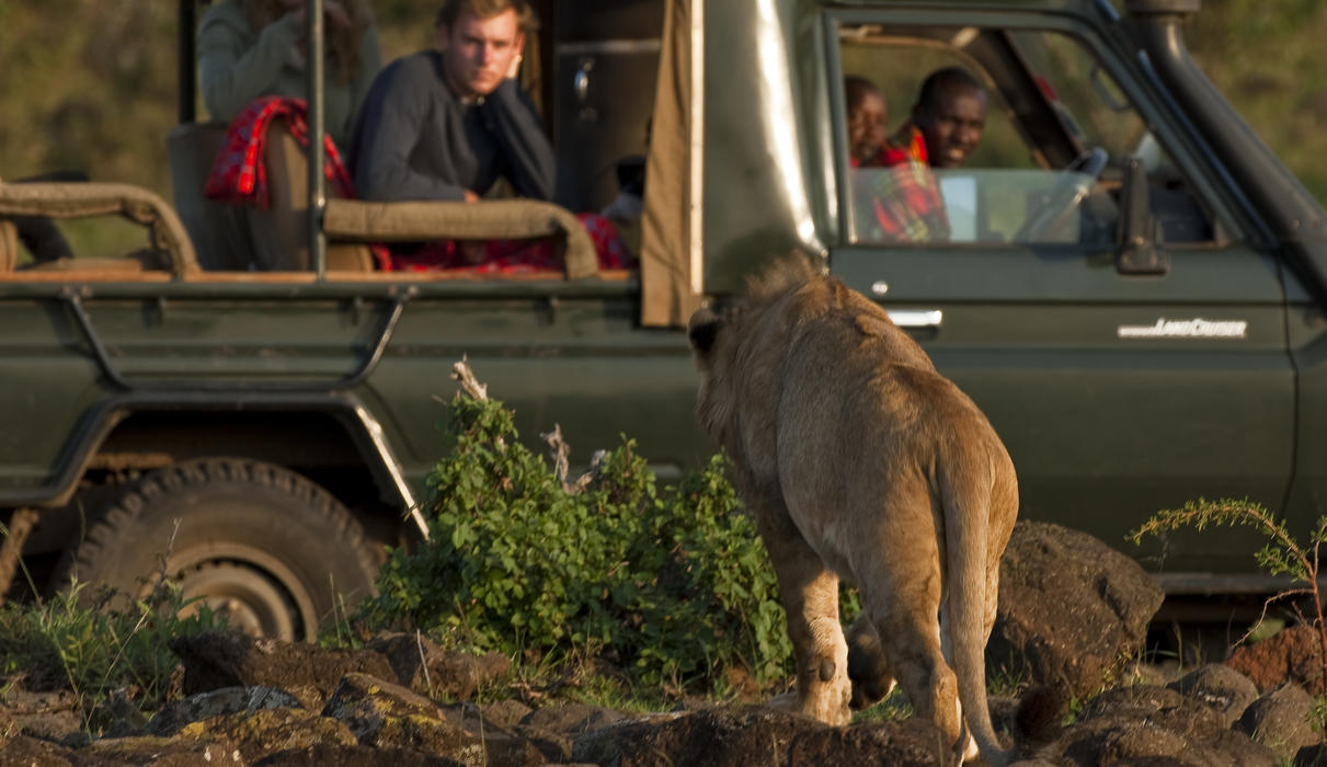 Being in the Mara North Conservancy means we can get quite close to our pride.